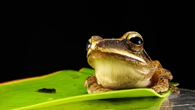 Eat Your Frogs First