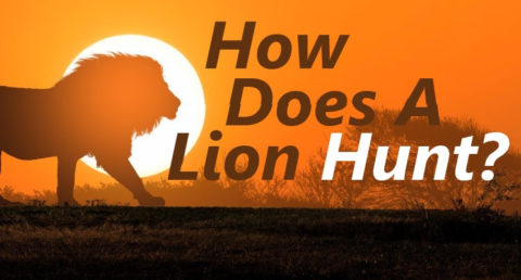 How Does a Lion Hunt - Bryan Yager